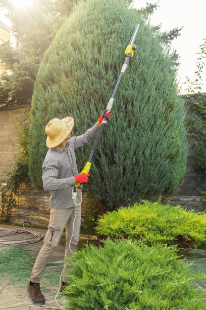 Trusted East Petersburg, PA Tree Care Services Experts