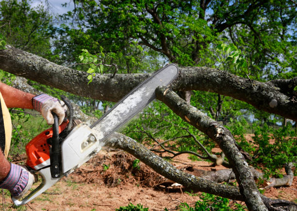 How Our Tree Care Process Works  in  East Petersburg, PA